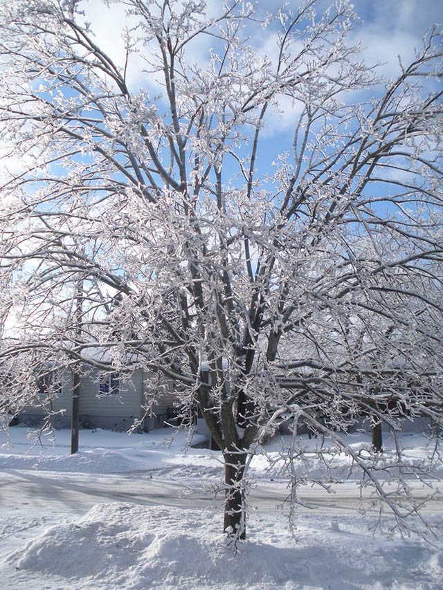 Kingston Winter Tree